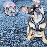 Tala joined the competition — help win amazing prizes! dog, french_bulldog, puppy, pet, animal, outdoor, rocky_ground, gravel, sitting, lying_down, harness, pink_harness, black_and_tan, gray_coat, large_ears, short_snout, wrinkled_face, looking_at_camera, nature, portrait