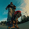 Tala is registered to the contest to win money with this photo: dog, bulldog, helmet, outdoor, street, person, walking, low_angle, action, dramatic_sky, mountains, trees, clouds, urban, neighborhood, sidewalk, sneakers, leash, harness, portrait