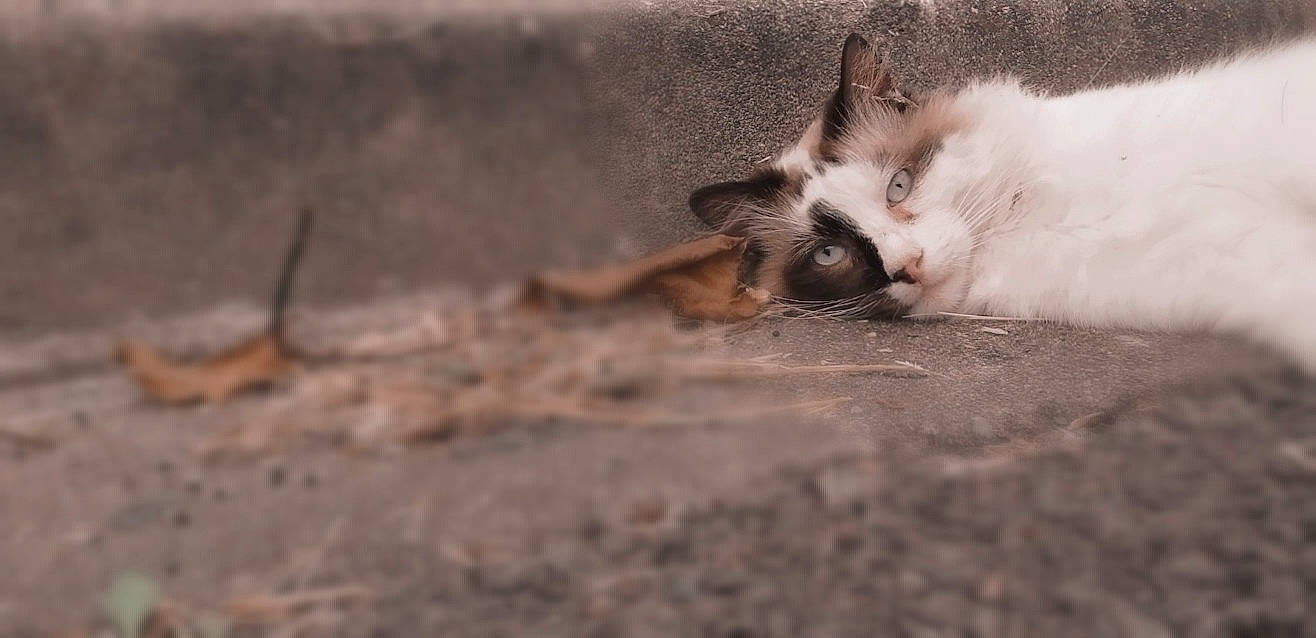 Myou participe au concours pour gagner de l'argent avec cette photo : carnivore, cat, domestic_short_haired_cat, fawn, felidae, fur, kitten, paw, small_to_medium_sized_cats, snout, whiskers