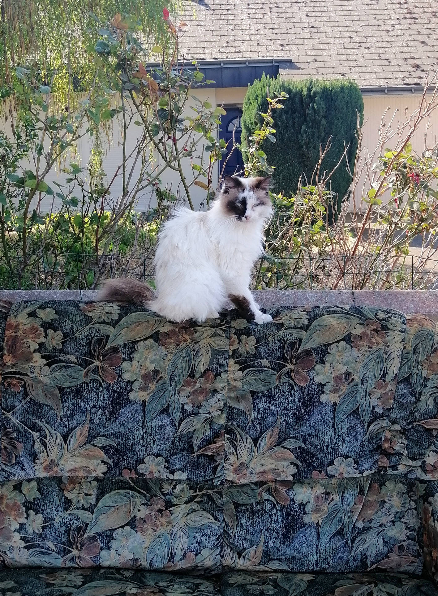 Myou participe au concours pour gagner de l'argent avec cette photo : backyard, birman, carnivore, cat, cottage, felidae, fur, home, mammal, shrub, small_to_medium_sized_cats, tail, vertebrate, whiskers, yard