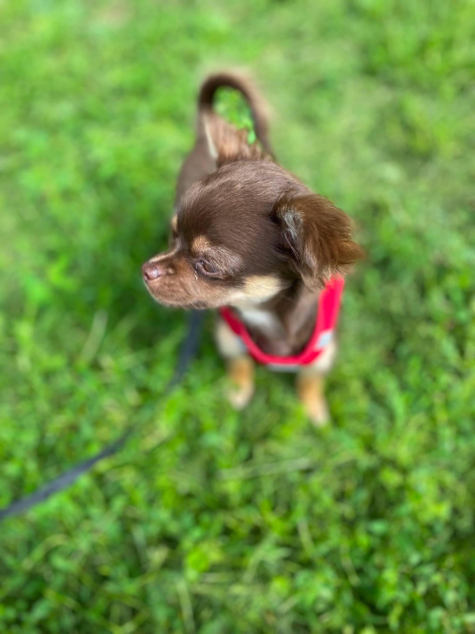 Stella a rejoint le concours — aidez-le/la à gagner de superbes lots ! carnivore, collar, companion_dog, dog, dog_breed, dog_clothes, dog_collar, dog_supply, fawn, grass, leash, liver, plant, snout, sporting_group, tail, terrestrial_animal, toy_dog, whiskers, working_animal