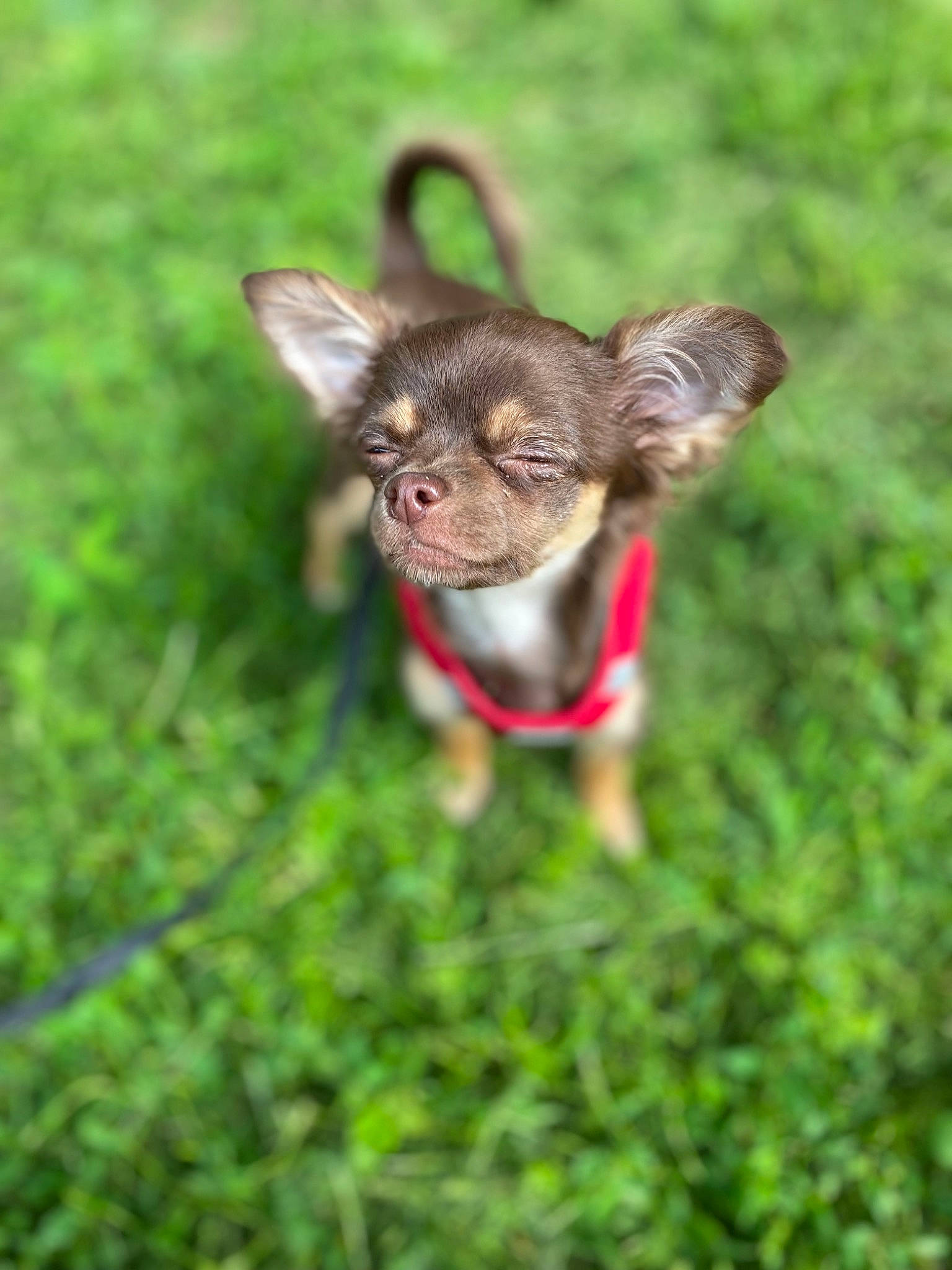 Stella participe au concours pour gagner de l'argent avec cette photo : canidae, carnivore, companion_dog, dog, dog_breed, eye, eyelash, fawn, grass, liver, plant, primate, recipe, snout, sporting_group, tail, terrestrial_animal, terrestrial_plant, whiskers, working_animal