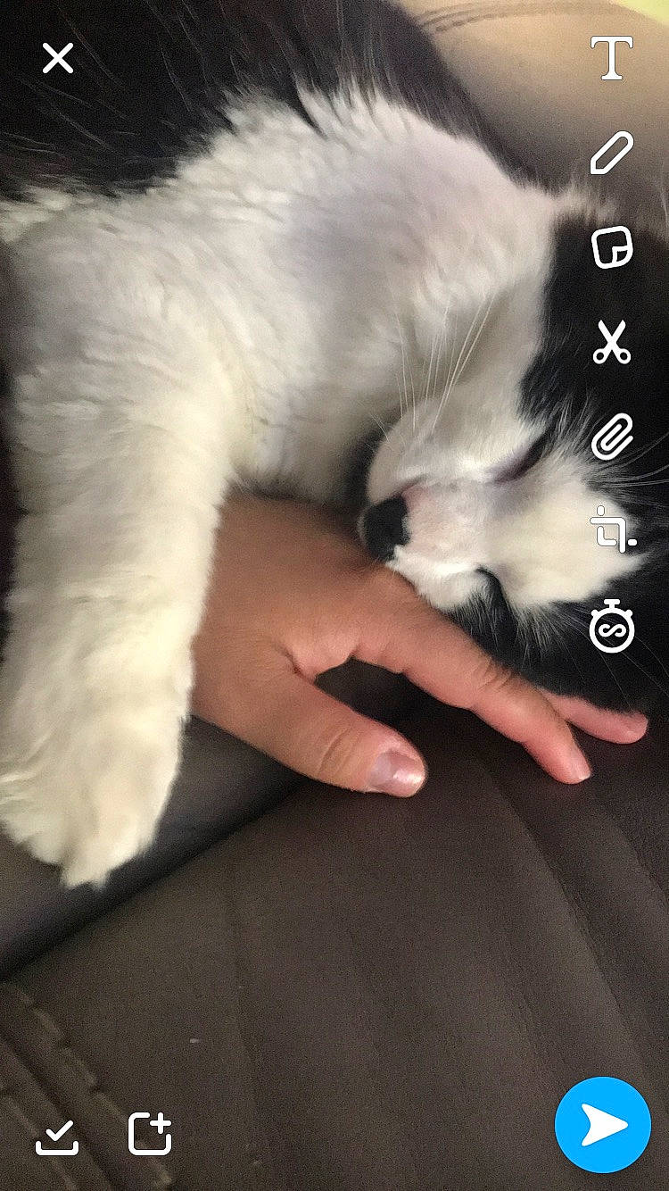 Buda joined the competition — help win amazing prizes! carnivore, cat, claw, close_up, comfort, companion_dog, domestic_short_haired_cat, felidae, finger, fur, gesture, nail, nap, paw, photo_caption, sleep, small_to_medium_sized_cats, snout, tail, whiskers