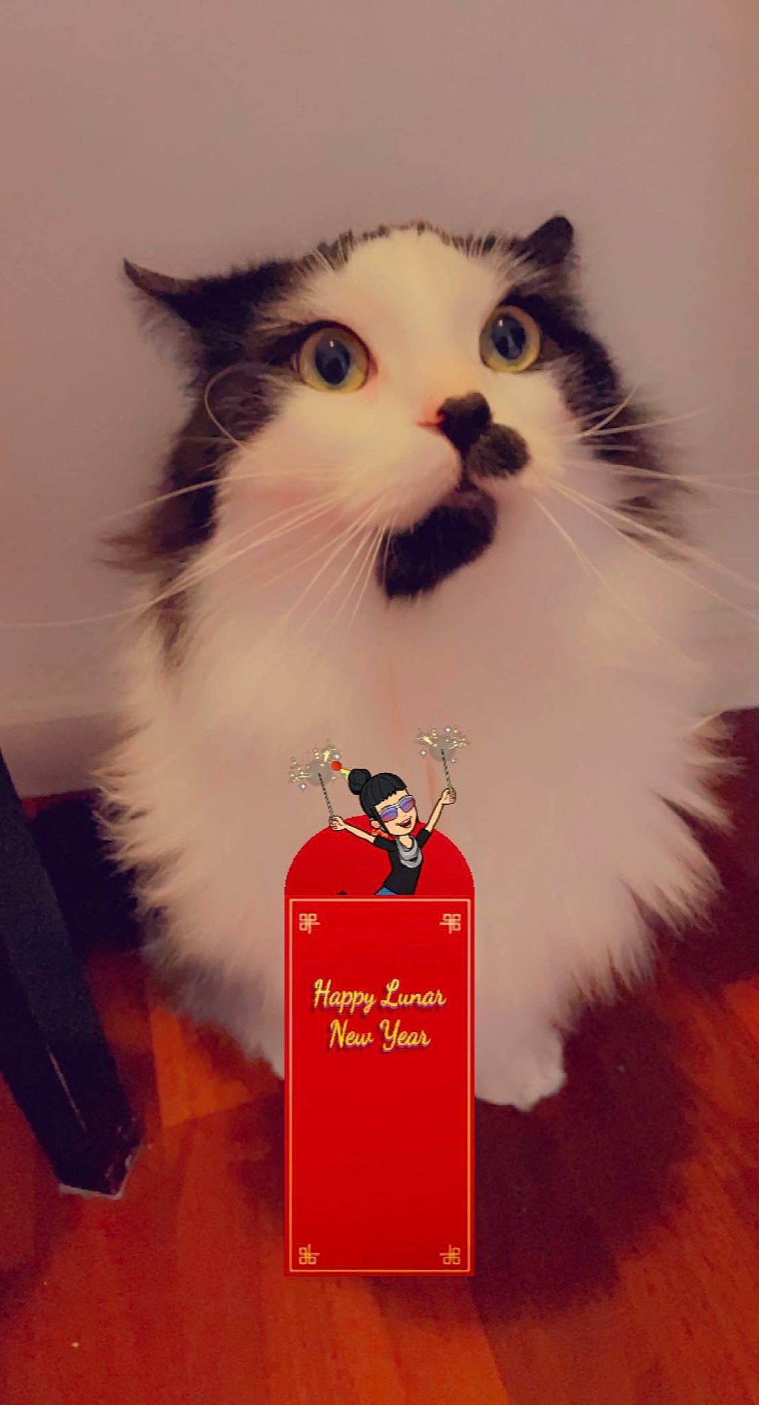 Buda is registered to the contest to win money with this photo: box, carnivore, cat, domestic_short_haired_cat, fawn, felidae, font, foot, formal_wear, fur, paw, pet_supply, photo_caption, small_to_medium_sized_cats, snout, tail, terrestrial_animal, whiskers