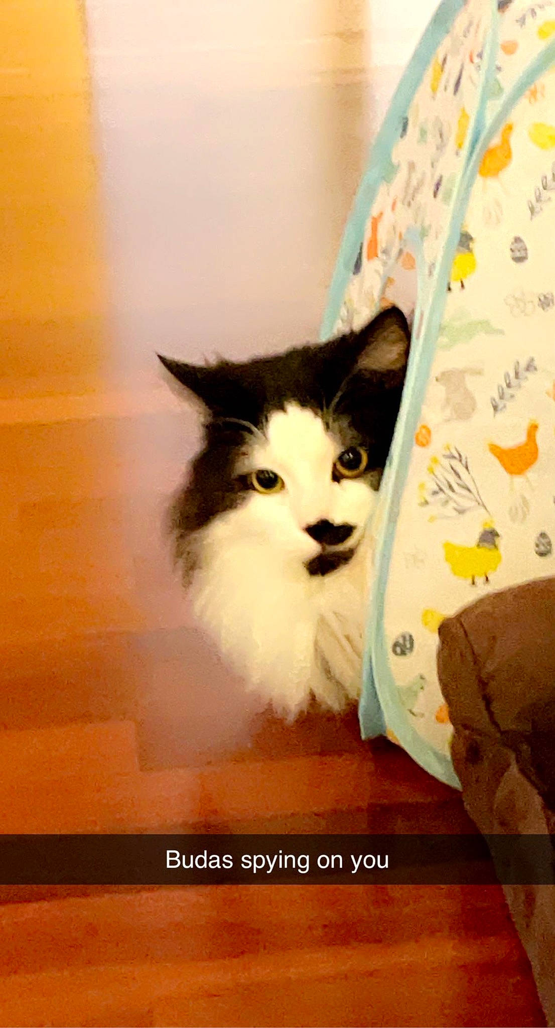 Buda joined the competition — help win amazing prizes! box, carnivore, cat, domestic_short_haired_cat, fawn, felidae, flooring, formal_wear, fur, hardwood, packaging_and_labeling, paper_product, pattern, paw, sitting, small_to_medium_sized_cats, snout, tail, whiskers, wood