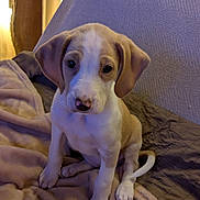 Madeleine participe au concours pour gagner de l'argent avec cette photo : adorable, animal, blanket, brown, companion, cozy, cute, dog, ears, expression, fur, indoor, looking_up, pet, puppy, sitting, soft, tail, white, young
