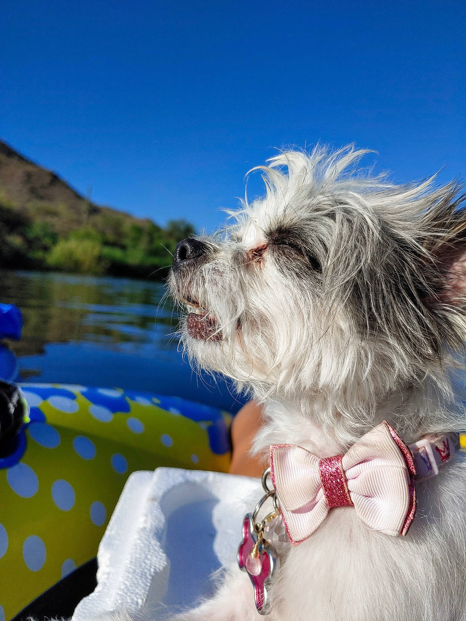 Moo is registered to the contest to win money with this photo: canidae, carnivore, collar, companion_dog, dog, dog_breed, dog_clothes, dog_collar, dog_supply, lake_district, leash, loch, pet_supply, small_terrier, snout, sporting_group, terrier, toy_dog, west_highland_white_terrier, working_animal