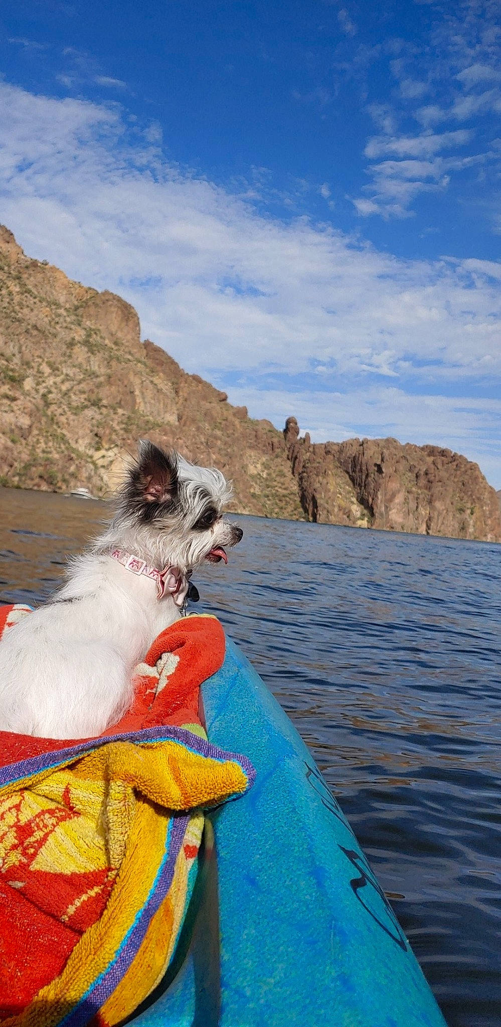 Moo joined the competition — help win amazing prizes! bedrock, carnivore, coastal_and_oceanic_landforms, collar, companion_dog, dog, dog_breed, dog_collar, dog_supply, formation, geology, headland, highland, outcrop, promontory, rock, snout, terrain, watercraft, working_animal