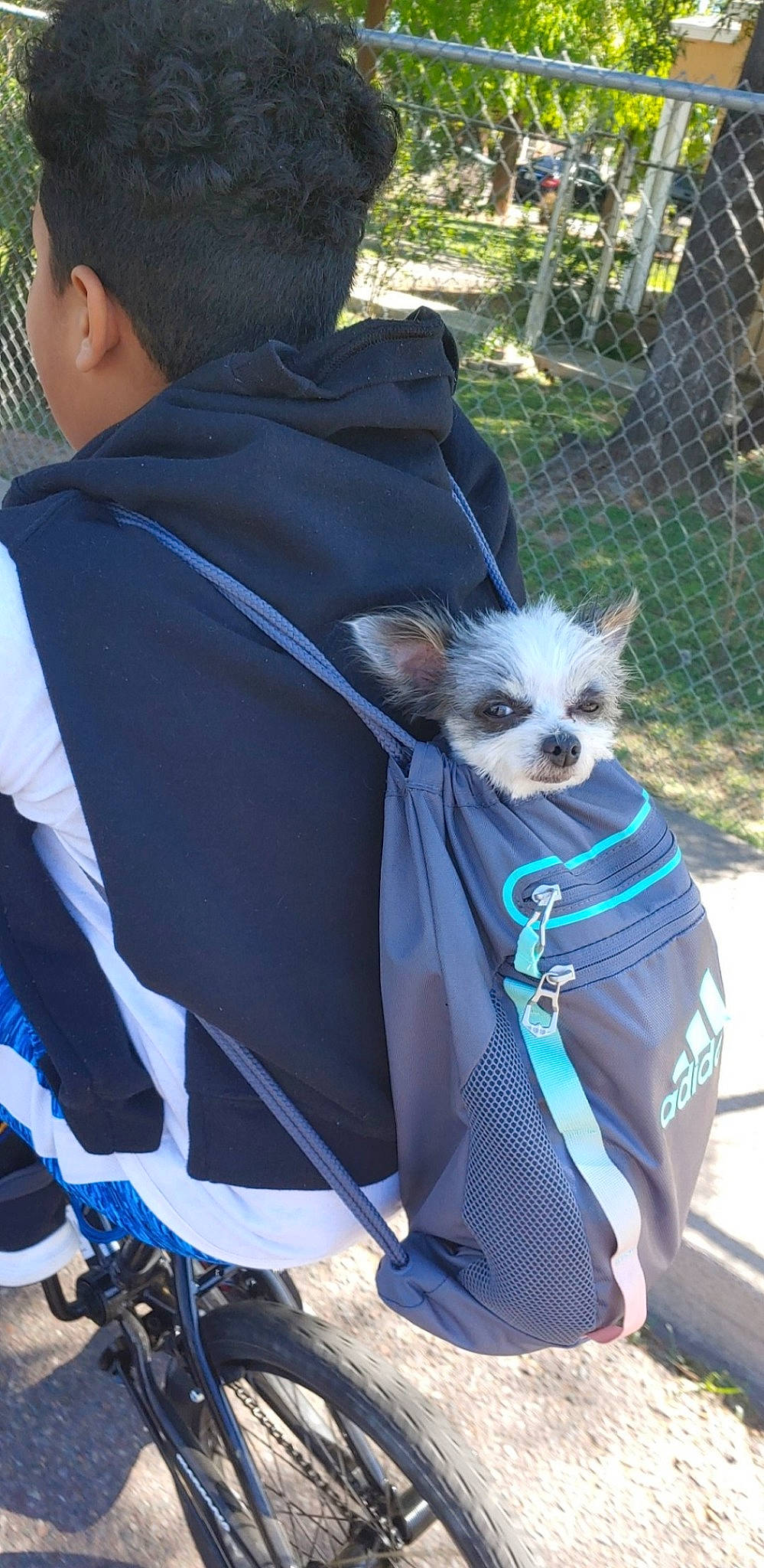 Moo joined the competition — help win amazing prizes! baseball_cap, canidae, cap, carnivore, chain_link_fencing, companion_dog, dog, dog_breed, dog_clothes, dog_supply, fur, jacket, leash, mammal, mesh, pet_supply, snout, toy_dog, vertebrate, wire_fencing