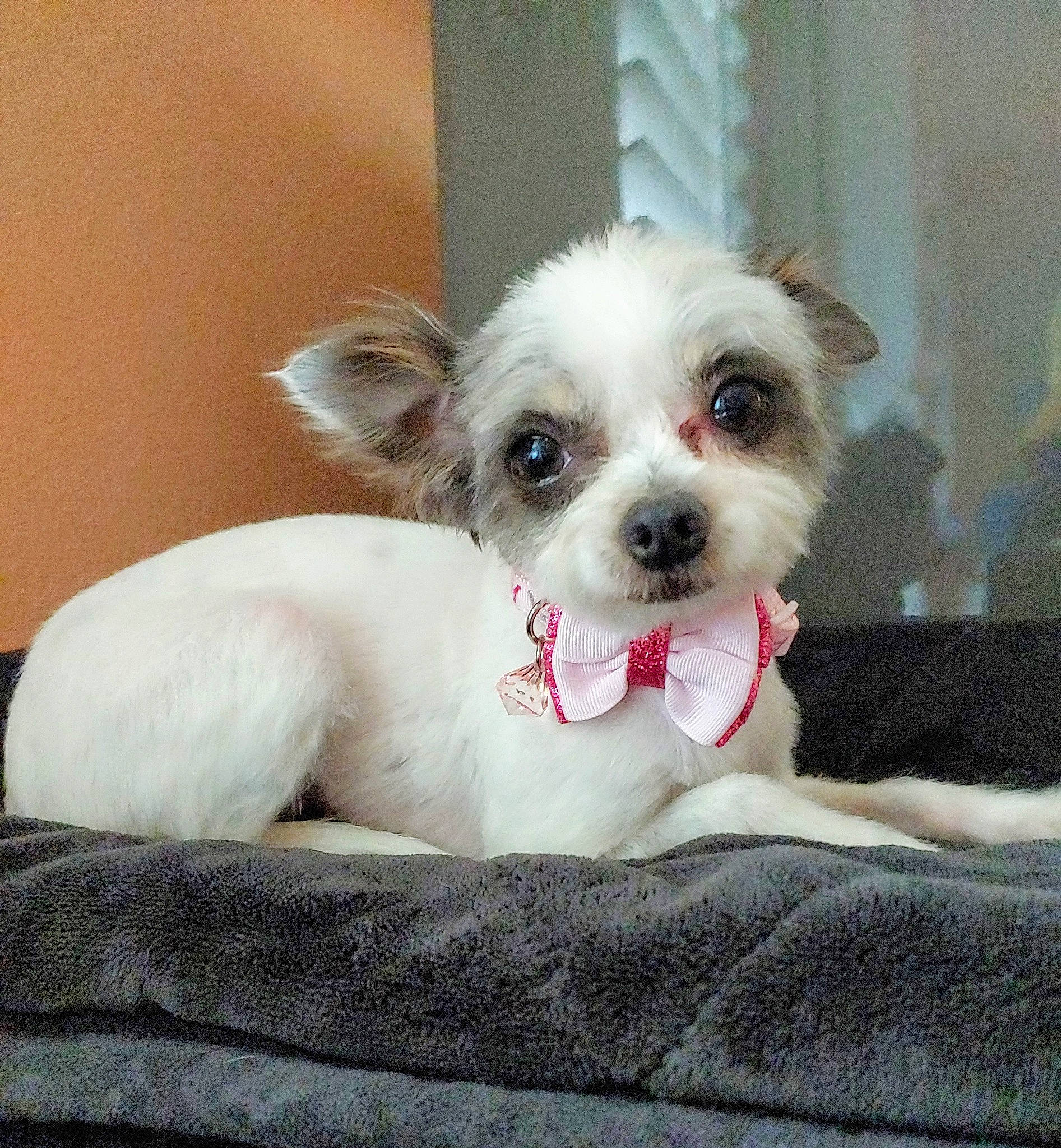 Moo joined the competition — help win amazing prizes! canidae, carnivore, companion_dog, dog, dog_breed, dog_supply, fawn, fur, non_sporting_group, pet_supply, puppy, small_terrier, snout, sporting_group, terrier, toy_dog, whiskers, working_animal, working_dog