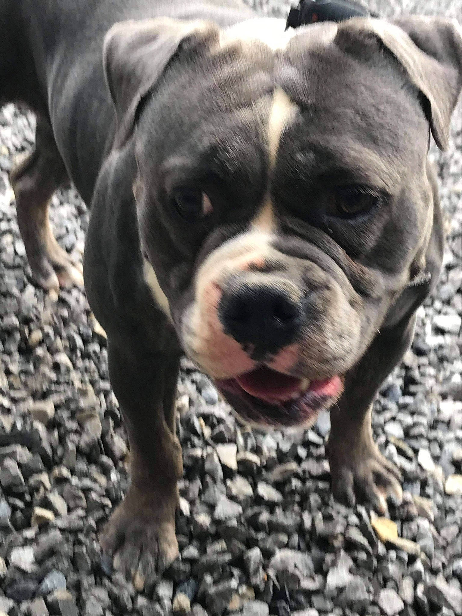 . Sun participe au concours pour gagner de l'argent avec cette photo : bulldog, canidae, carnivore, companion_dog, dog, dog_breed, dog_collar, fawn, fur, grass, molosser, snout, soil, sporting_group, terrestrial_animal, toy_dog, whiskers, working_animal, working_dog, wrinkle