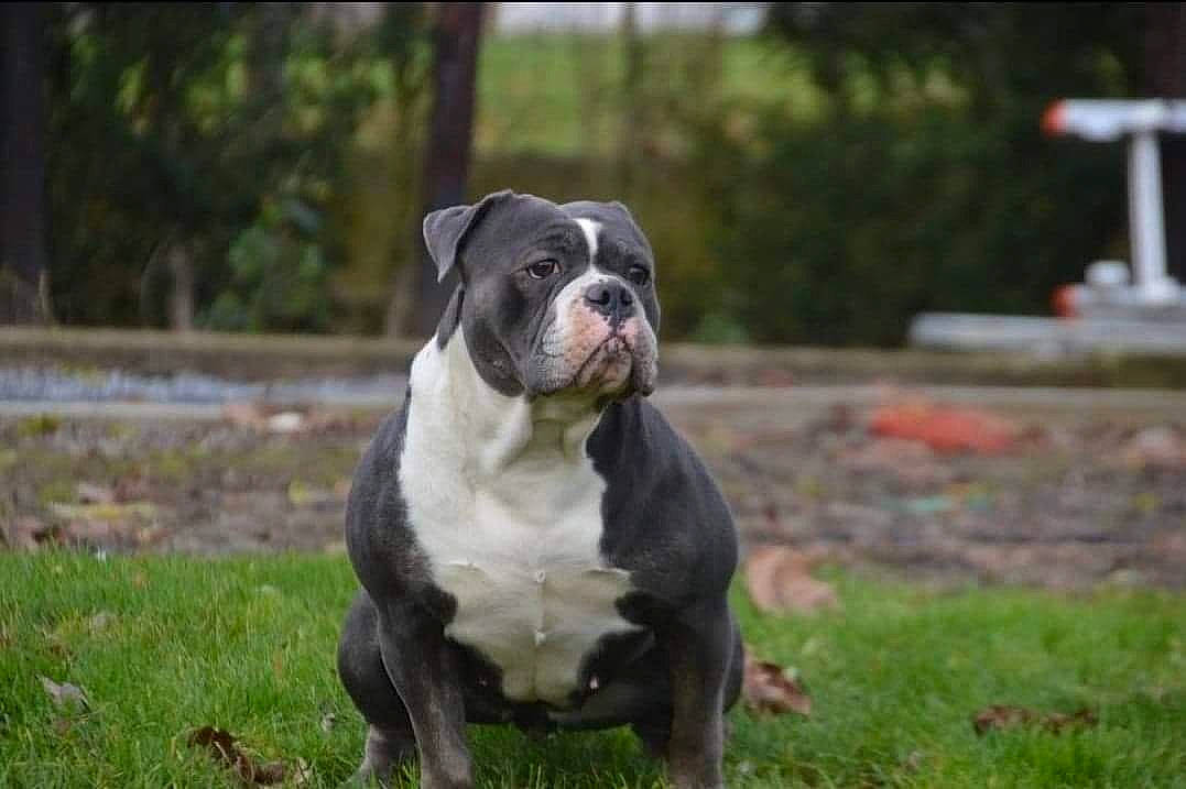 . Sun a rejoint le concours — aidez-le/la à gagner de superbes lots ! canidae, carnivore, companion_dog, dog, dog_breed, dog_collar, fawn, grass, guard_dog, molosser, plant, snout, sporting_group, tail, terrestrial_animal, tree, vertebrate, whiskers, working_animal, working_dog