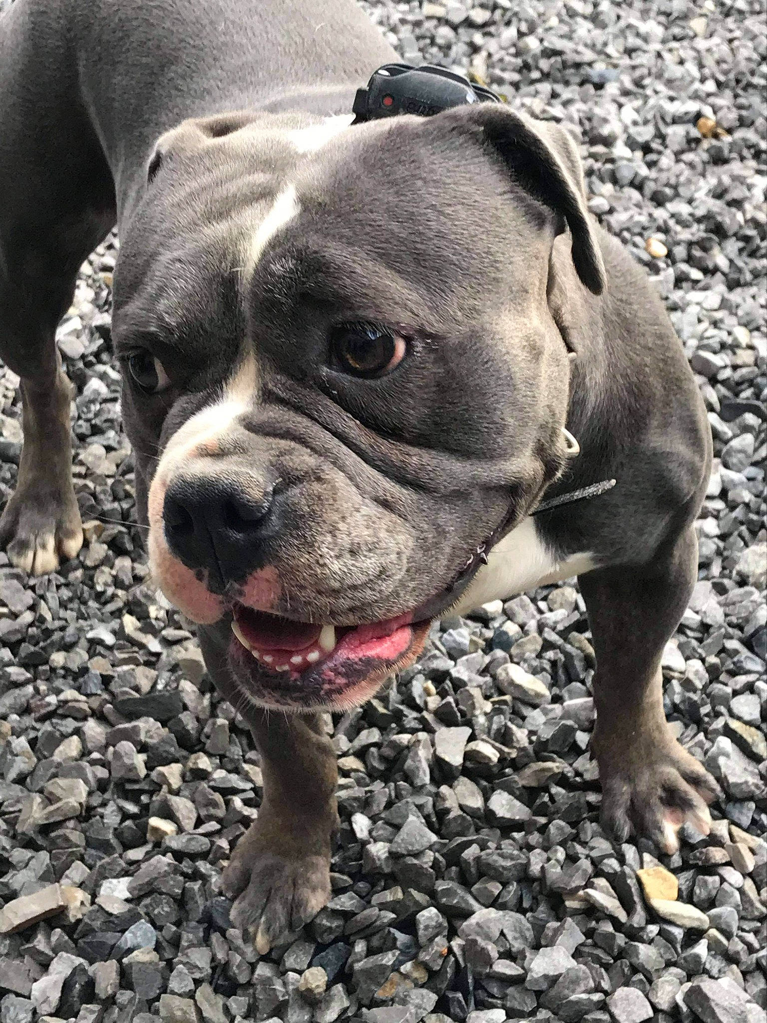 . Sun participe au concours pour gagner de l'argent avec cette photo : adventure, bulldog, canidae, carnivore, collar, companion_dog, dog, dog_breed, dog_collar, fawn, grass, molosser, snout, soil, sporting_group, terrestrial_animal, whiskers, working_animal, working_dog, wrinkle