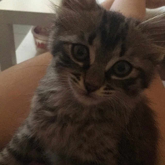Nala