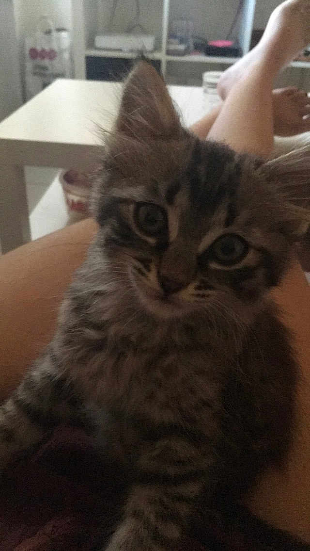 Nala