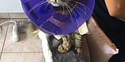 Nala participe au concours pour gagner de l'argent avec cette photo : carnivoran, cat, cat_like_mammal, domestic_short_haired_cat, fur, kitten, mammal, purple, small_to_medium_sized_cats, whiskers