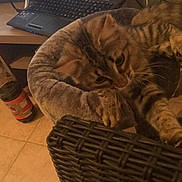 Nala participe au concours pour gagner de l'argent avec cette photo : cat, cat_like_mammal, flooring, fur, furniture, product, small_to_medium_sized_cats, whiskers, wood