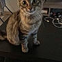 Nala a rejoint le concours — aidez-le/la à gagner de superbes lots ! aegean_cat, asian, bengal, california_spangled, cat, cat_like_mammal, domestic_short_haired_cat, dragon_li, european_shorthair, fur, kitten, maine_coon, pixie_bob, small_to_medium_sized_cats, toyger, whiskers