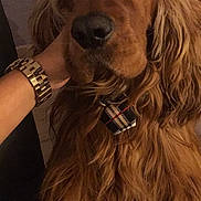 Cooky a rejoint le concours — aidez-le/la à gagner de superbes lots ! american_cocker_spaniel, caramel_color, carnivoran, companion_dog, dog, dog_breed, dog_breed_group, dog_like_mammal, english_cocker_spaniel, field_spaniel, fur, irish_setter, long_hair, snout, spaniel, sporting_group