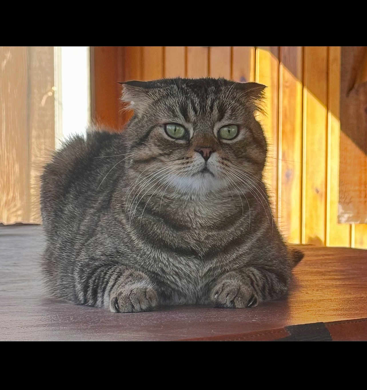 Rocket is registered to the contest to win money with this photo: cat, tabby, green_eyes, folded_ears, pet, animal, feline, indoor, wooden_surface, sunlight, relaxed, cozy, fur, whiskers, portrait, cute, domestic_cat, laying, warm_light, closeup