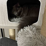Mary Jane is registered to the contest to win money with this photo: cat, gray_cat, longhair, pet, feline, cat_tree, cat_house, cozy, plush_bed, tail, yellow_eyes, fur, whiskers, indoor, wooden_furniture, scratching_post, peeking, resting, portrait, home