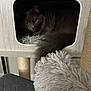 cat, gray_cat, longhair, pet, feline, cat_tree, cat_house, cozy, plush_bed, tail, yellow_eyes, fur, whiskers, indoor, wooden_furniture, scratching_post, peeking, resting, portrait, home