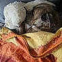 animal, blanket, brown_dog, comfort, couch, cozy, dog, fabric, fur, home, indoor, pet, plush, relaxing, resting, sleeping, soft, stuffed_animal, texture, warm