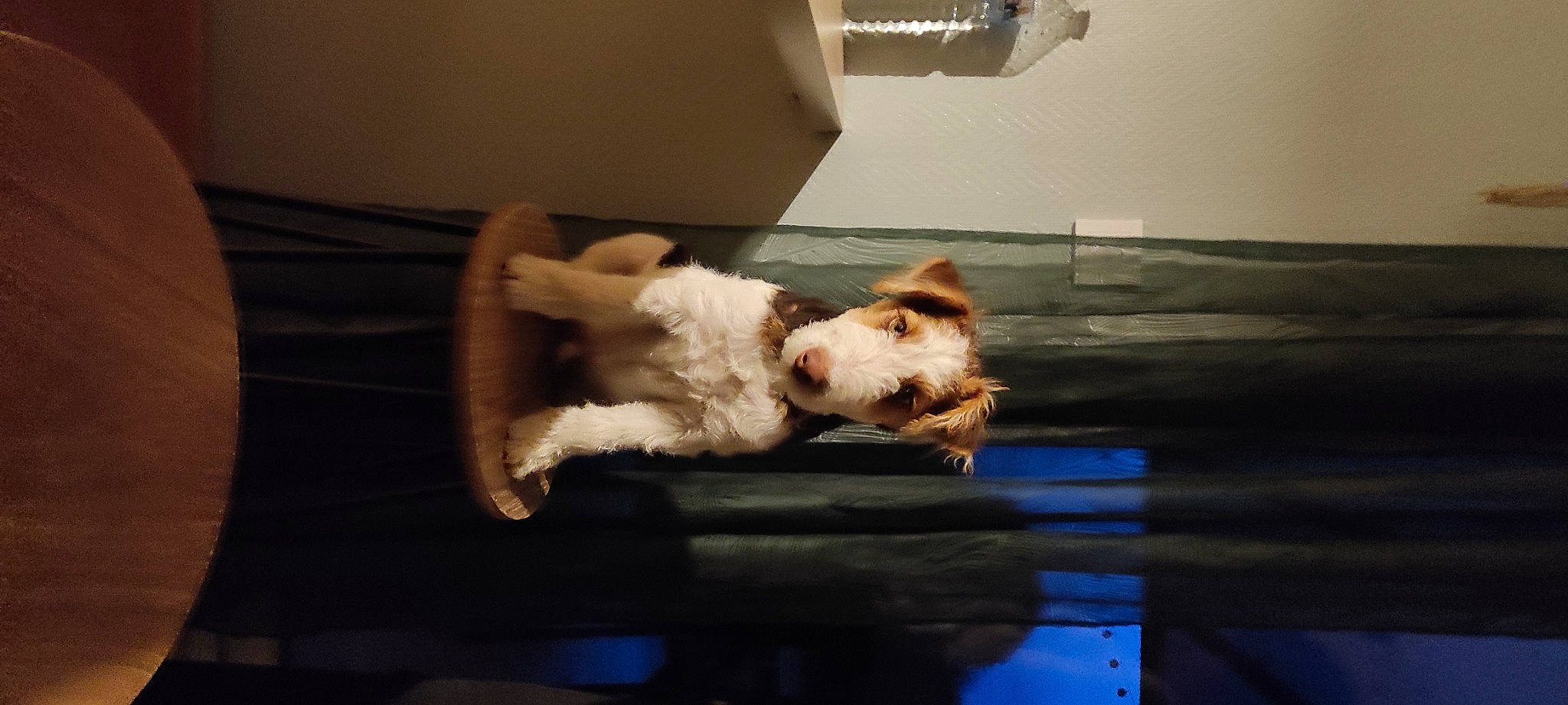 Guss a rejoint le concours — aidez-le/la à gagner de superbes lots ! carnivore, comfort, companion_dog, couch, dog, dog_breed, fawn, felidae, flooring, fur, hardwood, paw, room, small_to_medium_sized_cats, sporting_group, tail, toy_dog, whiskers, wood, working_animal