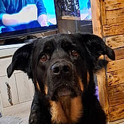 Patton a rejoint le concours — aidez-le/la à gagner de superbes lots ! dog, rottweiler, indoor, pet, canine, animal, close_up, fur, black, brown, face, ears, eyes, cabinet, wood, television, furniture, floor, cozy, home