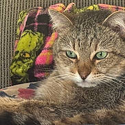 Bella joined the competition — help win amazing prizes! cat, tabby_cat, green_eyes, close_up, feline, pet, animal, fur, whiskers, ear, nose, blanket, plaid_pattern, couch, indoor, relaxed, resting, domestic_animal, mammal, sleepy