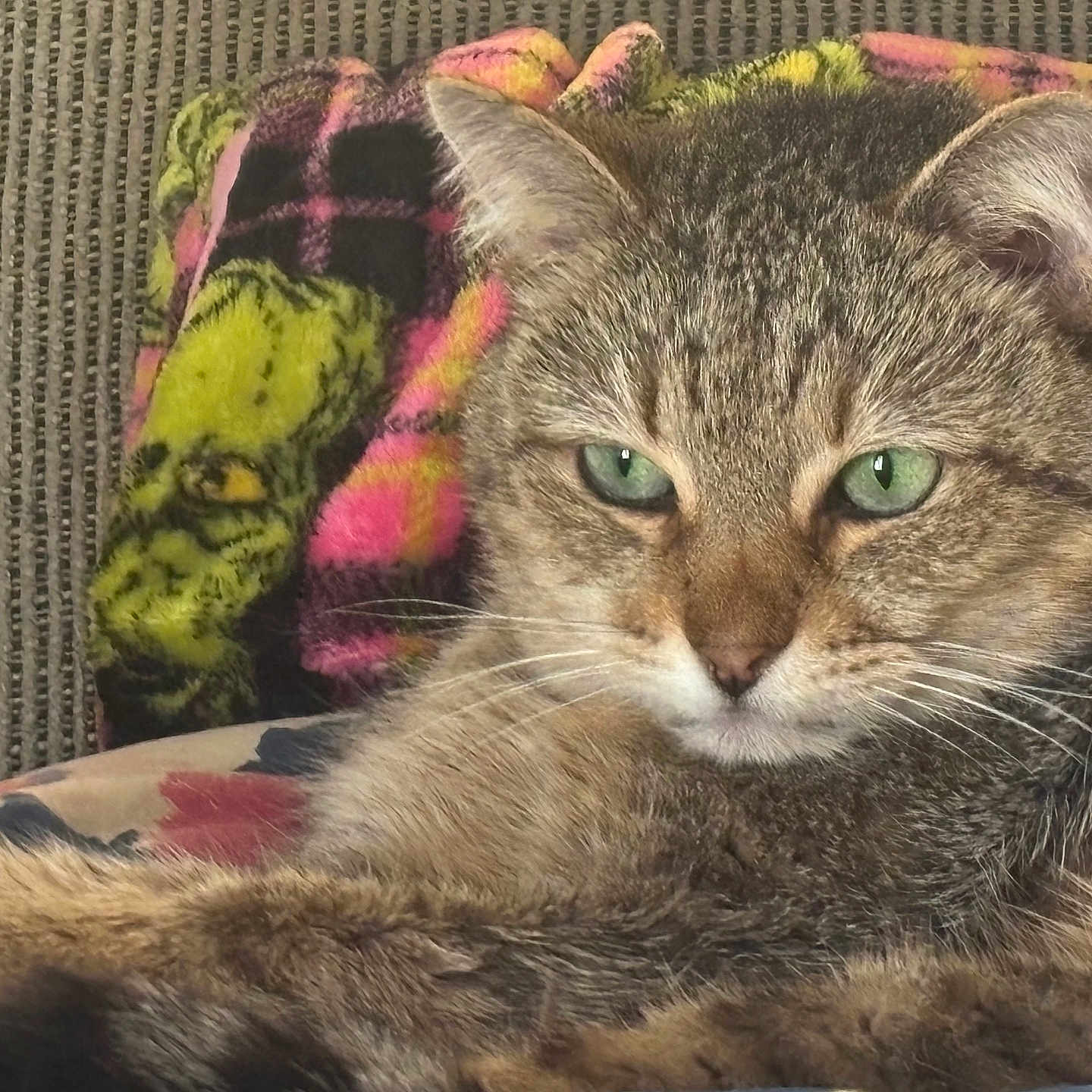 Bella joined the competition — help win amazing prizes! animal, blanket, cat, close_up, couch, domestic_animal, ear, feline, fur, green_eyes, indoor, mammal, nose, pet, plaid_pattern, relaxed, resting, sleepy, tabby_cat, whiskers