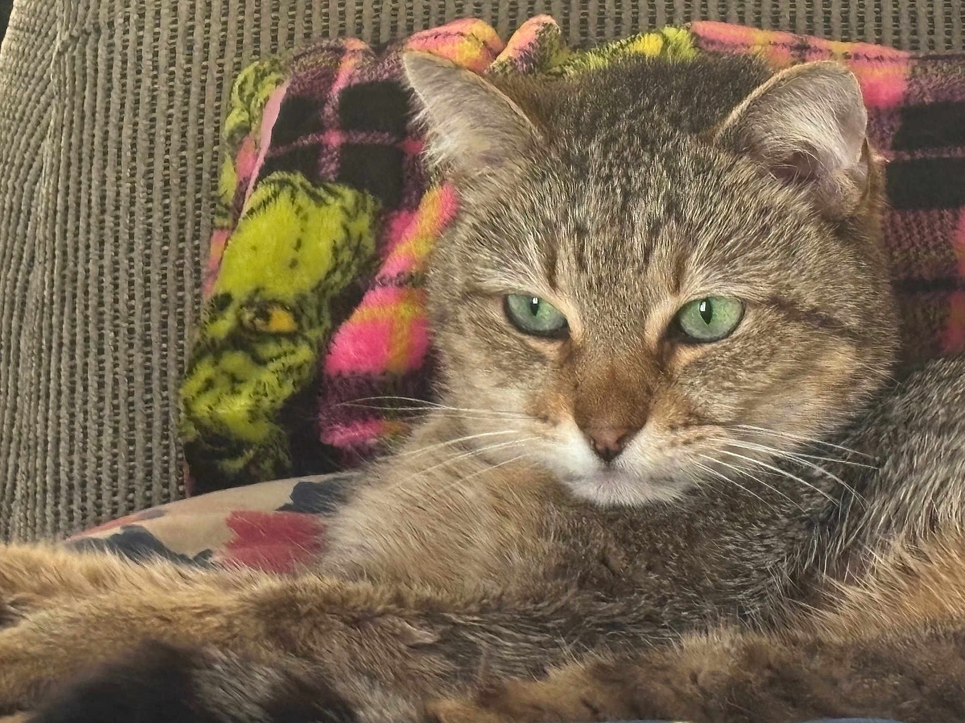 Bella