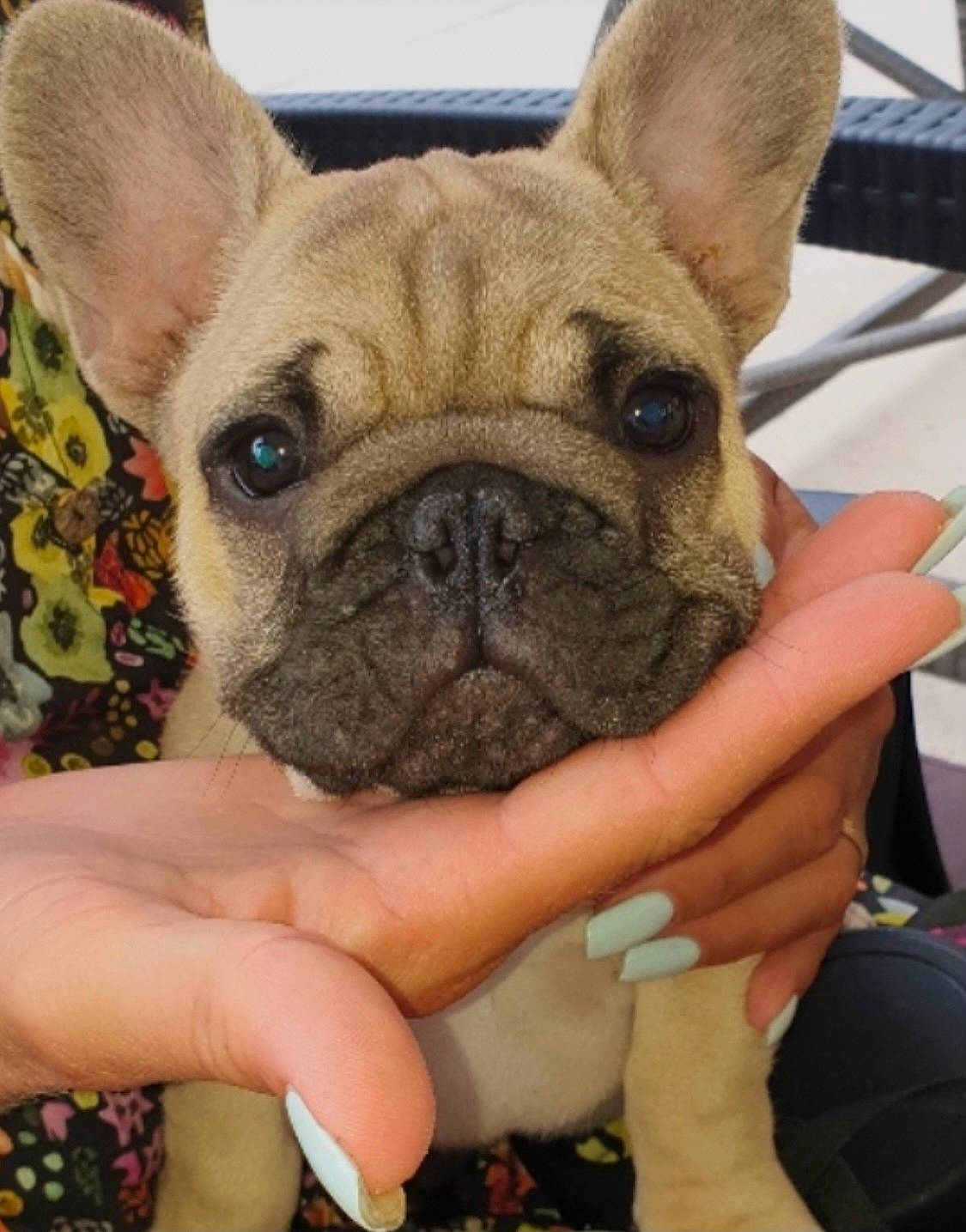 Pops participe au concours pour gagner de l'argent avec cette photo : bulldog, canidae, carnivore, comfort, companion_dog, dog, dog_breed, ear, fawn, french_bulldog, molosser, puppy, puppy_love, snout, sporting_group, terrestrial_animal, toy_dog, whiskers, working_animal, wrinkle