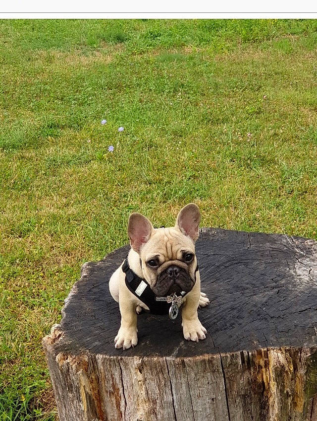 Pops a rejoint le concours — aidez-le/la à gagner de superbes lots ! ball, canidae, carnivore, companion_dog, dog, dog_breed, dog_clothes, fawn, grass, head, lawn, photograph, plant, snout, sporting_group, tail, terrier, toy_dog, wood, working_animal