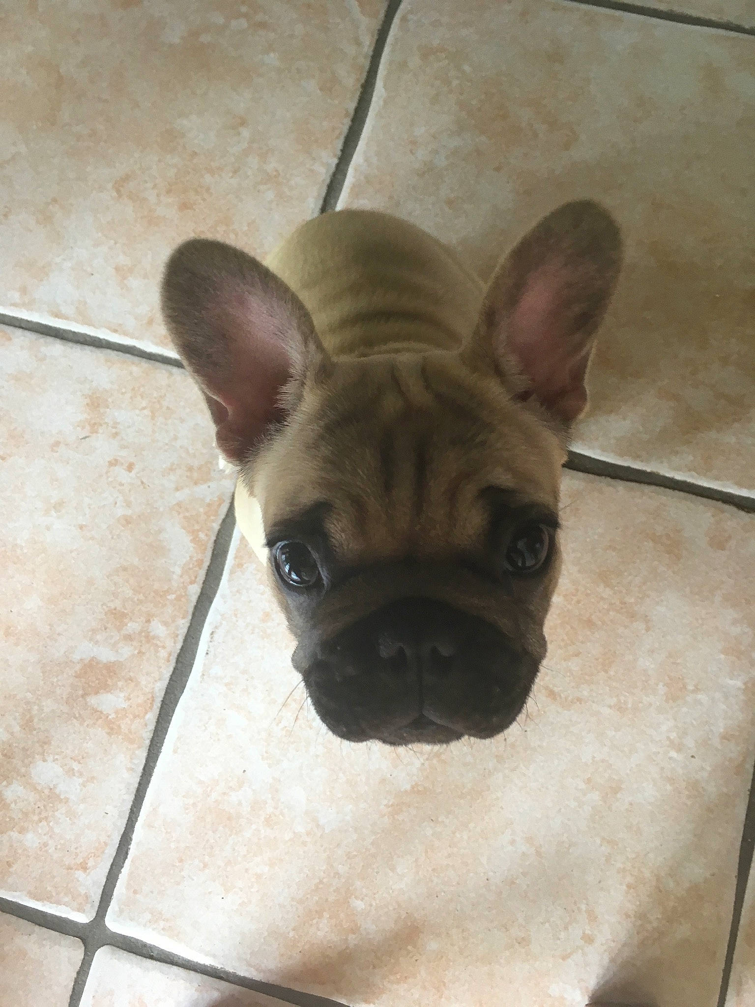 Pops participe au concours pour gagner de l'argent avec cette photo : brown, canidae, carnivore, comfort, companion_dog, dog, dog_breed, ear, fawn, floor, flooring, pug, snout, sporting_group, terrestrial_animal, toy_dog, whiskers, wood, working_animal, wrinkle