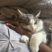 Shiloh joined the competition — help win amazing prizes! cat, sleeping, animal, pet, fur, paw, hand, human, bed, blanket, comfort, relaxation, cozy, closeup, indoor, resting, cute, domestic, feline, snuggling
