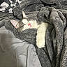 Shiloh joined the competition — help win amazing prizes! cat, sleeping, blanket, gray, cozy, indoor, feline, pet, comfort, soft, resting, cute, fur, pink_nose, bed, home, relaxation, domestic_animal, animal, warm