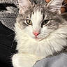 Shiloh is registered to the contest to win money with this photo: cat, animal, pet, fluffy, white, gray, face, person, eyebrow, eye, fur, whiskers, nose, ear, cozy, fabric, texture, indoor, closeup, portrait