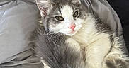 Shiloh is registered to the contest to win money with this photo: cat, fluffy, gray, white, pet, animal, cute, relaxed, indoor, blanket, soft, fur, pink_nose, whiskers, sleepy, cozy, close_up, resting, domestic, mammal
