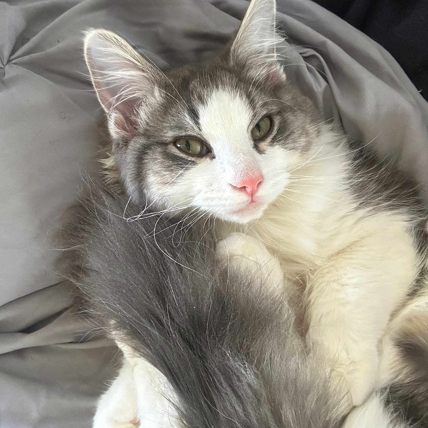 Shiloh is registered to the contest to win money with this photo: cat, fluffy, gray, white, pet, animal, cute, relaxed, indoor, blanket, soft, fur, pink_nose, whiskers, sleepy, cozy, close_up, resting, domestic, mammal