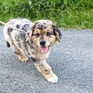 Bubbles participe au concours pour gagner de l'argent avec cette photo : animal, canine, cute, dog, friendly, fur, grass, happy, leash, nature, outdoor, path, pet, playful, puppy, smiling, tongue_out, walking, walking_dog, young
