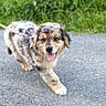 animal, canine, cute, dog, friendly, fur, grass, happy, leash, nature, outdoor, path, pet, playful, puppy, smiling, tongue_out, walking, walking_dog, young
