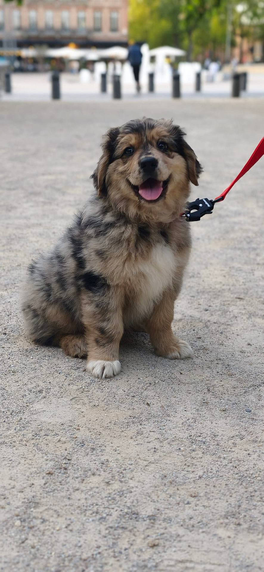 Bubbles participe au concours pour gagner de l'argent avec cette photo : animal, blurred_background, canine, cute, daylight, dog, fluffy, friendly, fur, gravel, happy, leash, outdoor, pet, puppy, sitting, smiling, tongue_out, urban, young_dog
