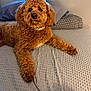 dog, poodle, apricot_poodle, curly_fur, pet, bed, blanket, pillow, indoor, domestic, canine, collar, brown_fur, close_up, portrait, resting, paw, cozy, textured_bedspread, furniture