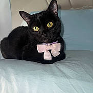 Doja is registered to the contest to win money with this photo: black_cat, cat, yellow_eyes, bow, pet, animal, feline, indoor, portrait, resting, cute, domestic_cat, whiskers, soft_surface, bed, cozy, close_up, adorable, pet_accessory, relaxed