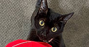 Doja joined the competition — help win amazing prizes! black_cat, cat, pet, indoor, curious, looking_up, wide_eyes, tail_up, red_clothing, person, floor, carpet, texture, animal, feline, domestic_animal, cute, playful, companion, indoor_lighting