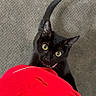 black_cat, cat, pet, indoor, curious, looking_up, wide_eyes, tail_up, red_clothing, person, floor, carpet, texture, animal, feline, domestic_animal, cute, playful, companion, indoor_lighting