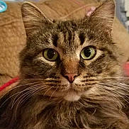 Lil Bit joined the competition — help win amazing prizes! cat, tabby, close_up, green_eyes, whiskers, fluffy, pet, feline, animal, indoor, portrait, curious, calm, soft_fur, face, ears, nose, closeup, domestic_cat, looking