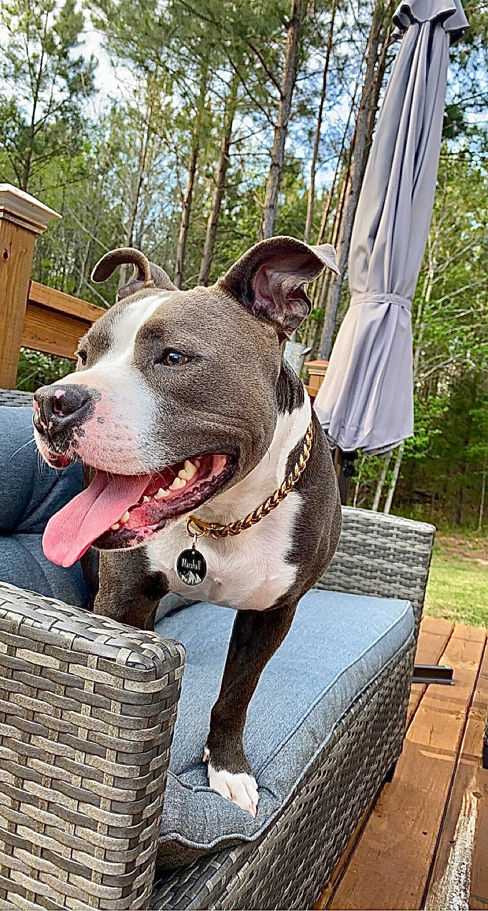 Marshall joined the competition — help win amazing prizes! basket, canidae, carnivore, collar, companion_dog, dog, dog_breed, dog_collar, dog_supply, fashion_accessory, fawn, leash, pet_supply, plant, sporting_group, tree, whiskers, window, working_animal, working_dog