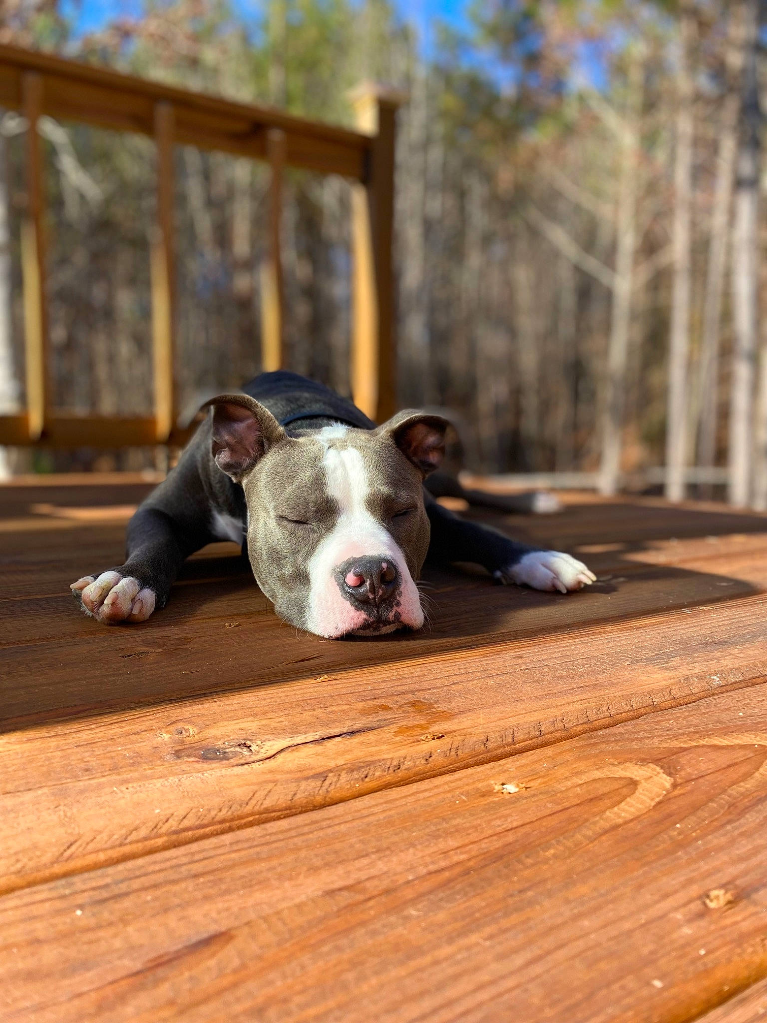 Marshall is registered to the contest to win money with this photo: canidae, carnivore, collar, comfort, companion_dog, dog, dog_breed, fawn, flooring, grass, hardwood, house, plank, snout, tree, whiskers, window, wood, wood_stain, working_animal